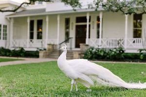 Wedding Venues With Peacocks Peacock Exterior