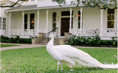 Wedding Venues with Peacocks, Alpacas, and Deer, Oh My!