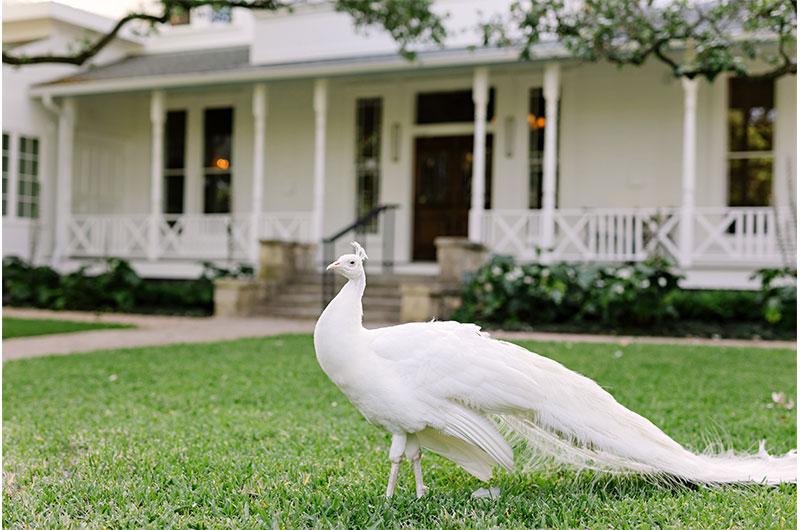 Wedding Venues With Peacocks Peacock Exterior