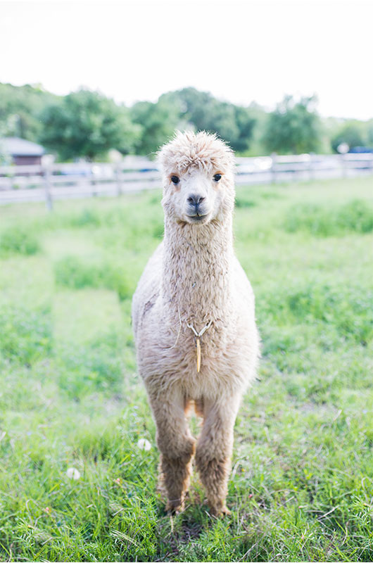 Wedding Venues With Peacocks Alpaca