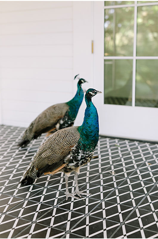 Wedding Venues With Peacocks Green Peacocks