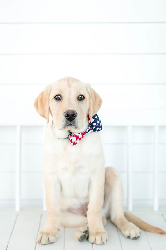 Americana Southern Styled Shoot Brynn Gross Photography Puppy
