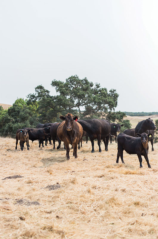 Sonoma County, California Beffa's Spring Ranch Cows