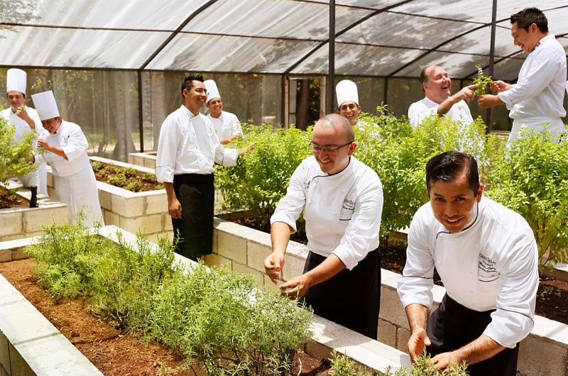 Grand Velas Riviera Maya Mexico Kitchen Greenhouse Garden