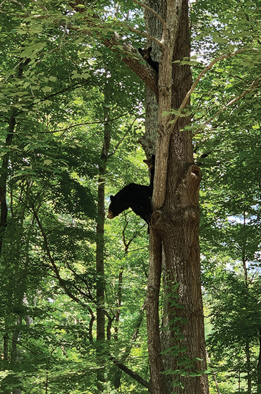 Grand Bohemian Hotel Asheville Bear In Tree