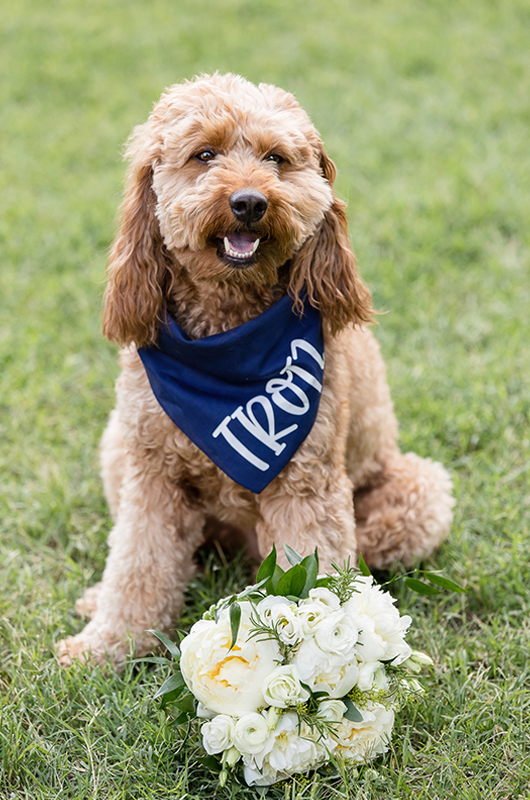 Rabbi Marries Memphis Couple Dogs