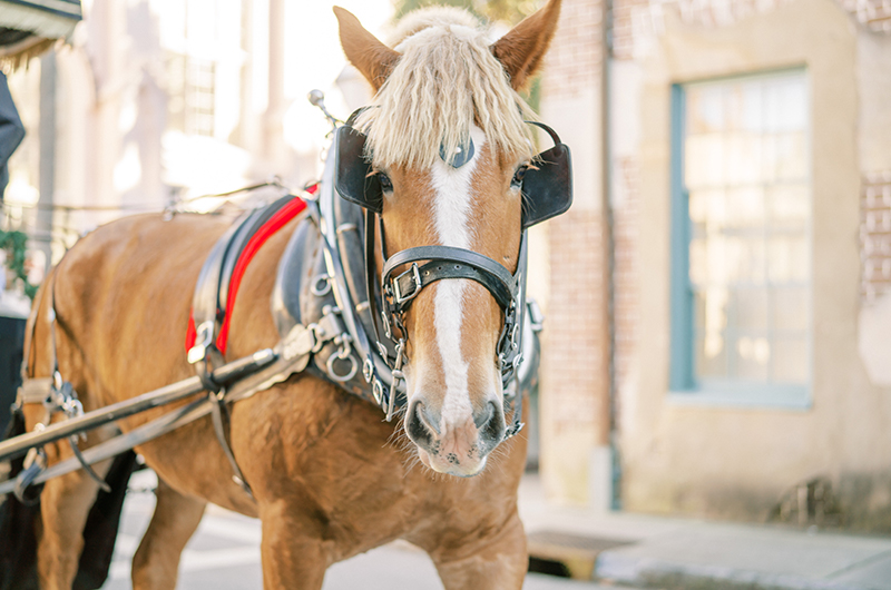 South Carolina Couple Postpones Big Wedding For A Christmas Elopement Horse Walking On City Streets