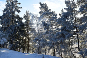 Host Your Rustic Winter Wedding At Cherry Log Pavilion Winter Woods