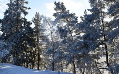 Host Your Rustic Winter Wedding at Cherry Log Pavilion