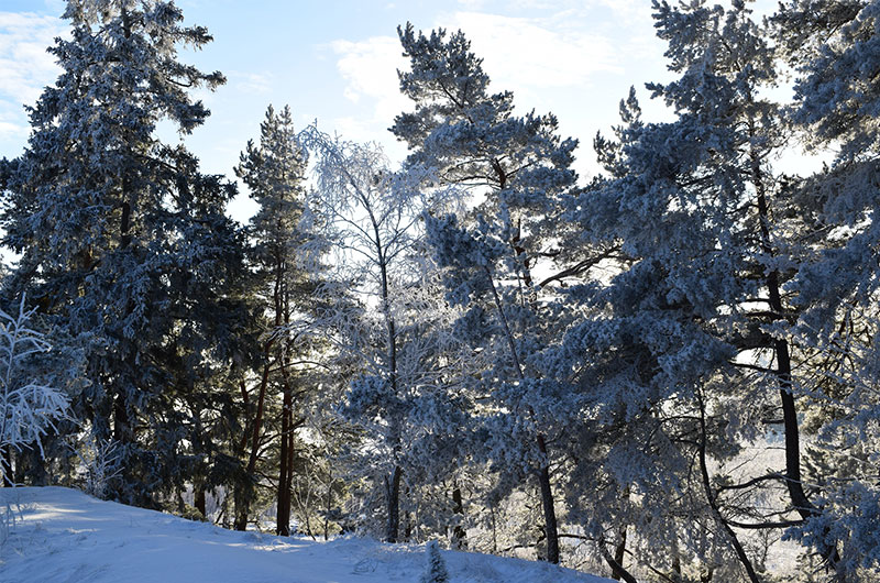 Host Your Rustic Winter Wedding at Cherry Log Pavilion