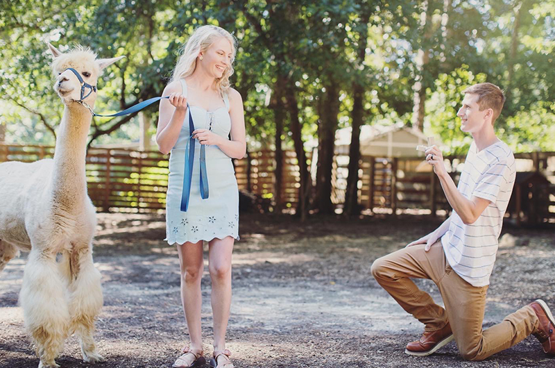 Couple Engaged at the Decatur Alpaca Cottage