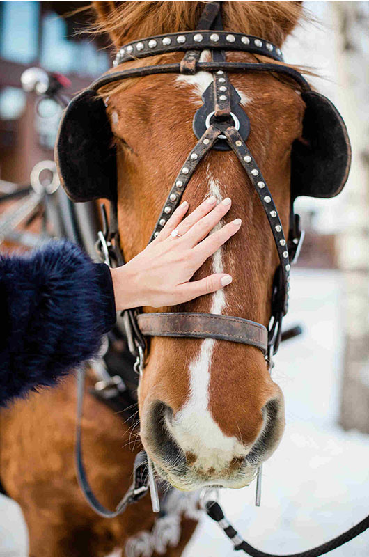 Surprise Mountain Proposal At The Stein Erikeson Lodge In Park City Utah Horse