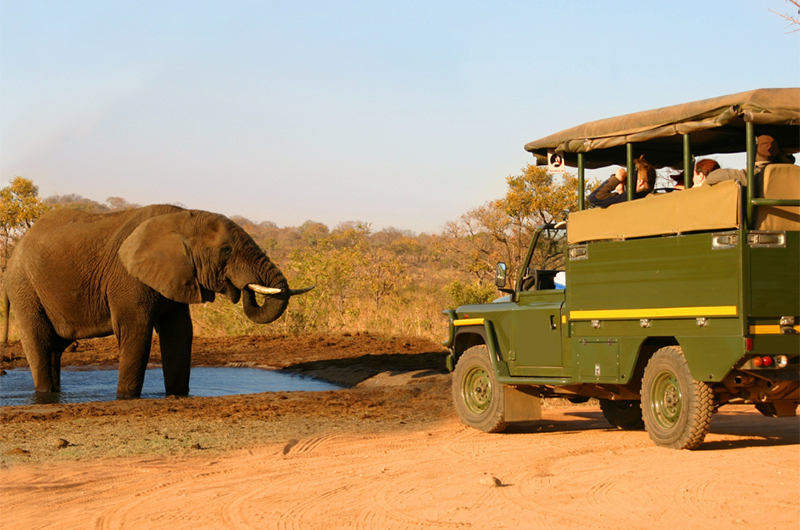 You Cant Figure Out What Type Of Honeymoon Couple You Are Elephant In Water Copy