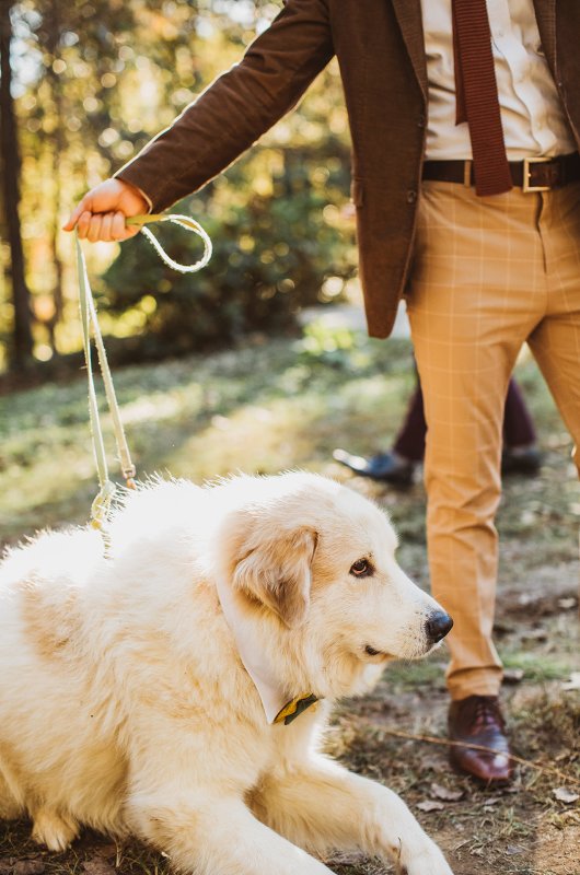 Elizabeth and Michael Marry at a Beautiful Fall Forest Wedding Dog