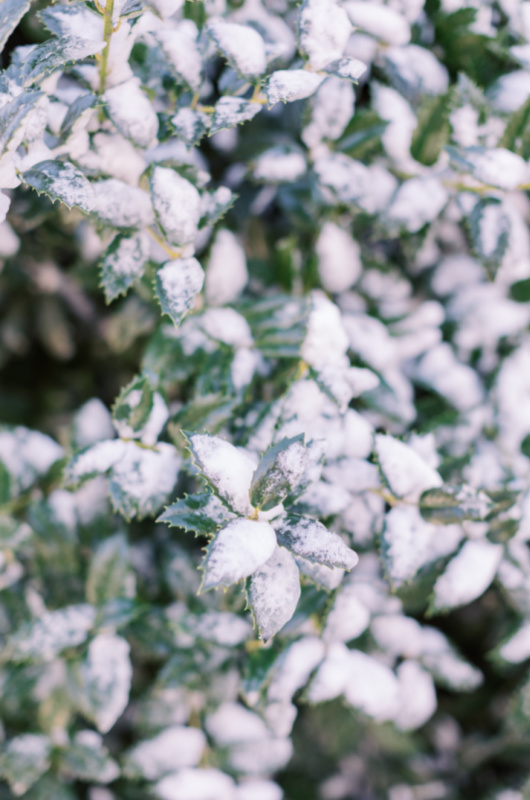 Mountain Views Styled Shoot In Clayton Georgia snow flowers