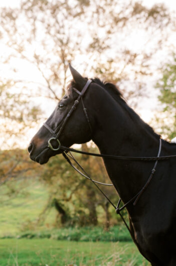 Horses And Hounds Styled Shoot In Middleburg Virginia horse