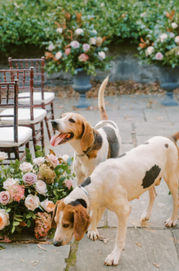 Horses And Hounds Styled Shoot In Middleburg Virginia hounds