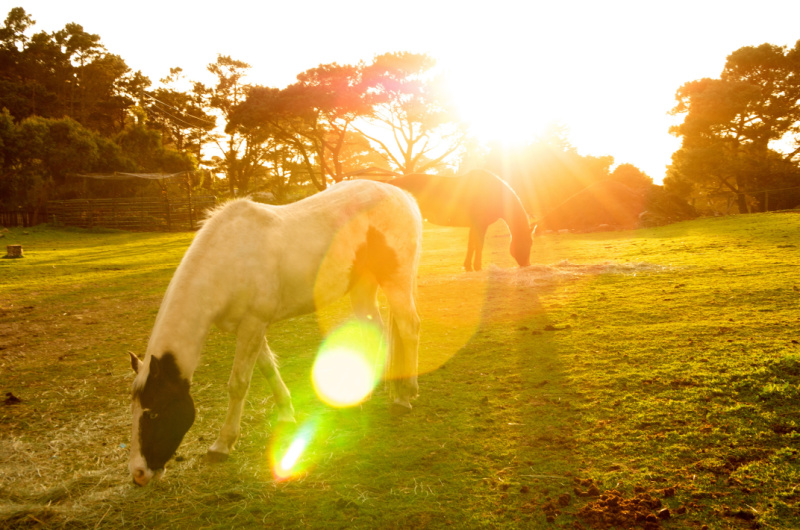 Stanford Inn By The Sea Luxury Eco Resort In Mendocino California horses