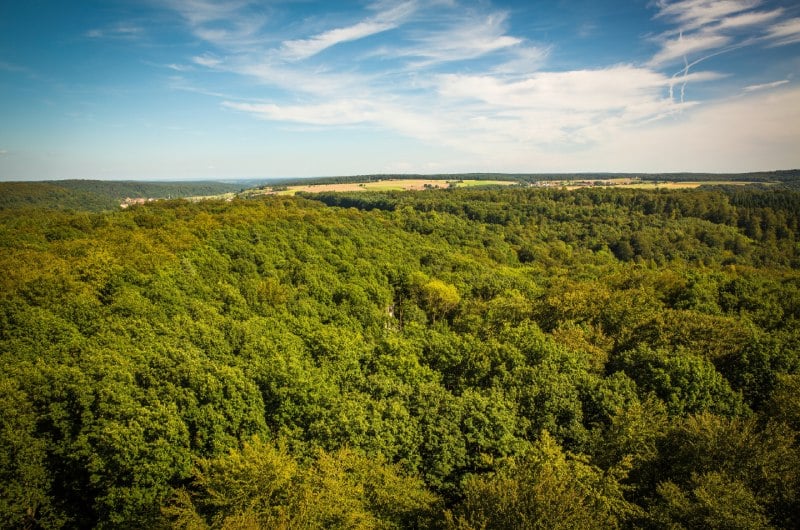 Forest Landscape