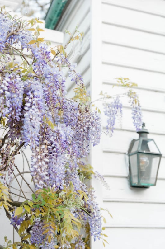 Romance In Charleston South Carolina lamp