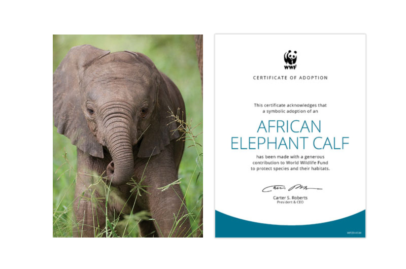 Seven Sustainable Gift Ideas wwf elephant adoption