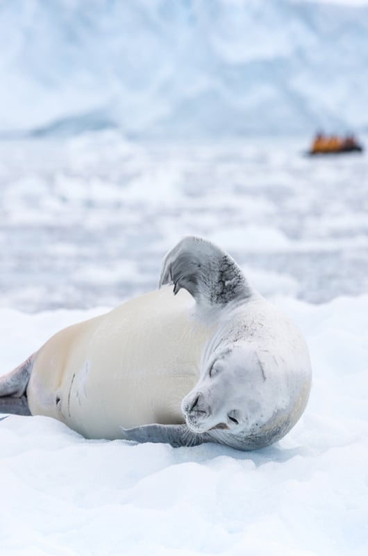 Honeymoon In Antactica crabseal