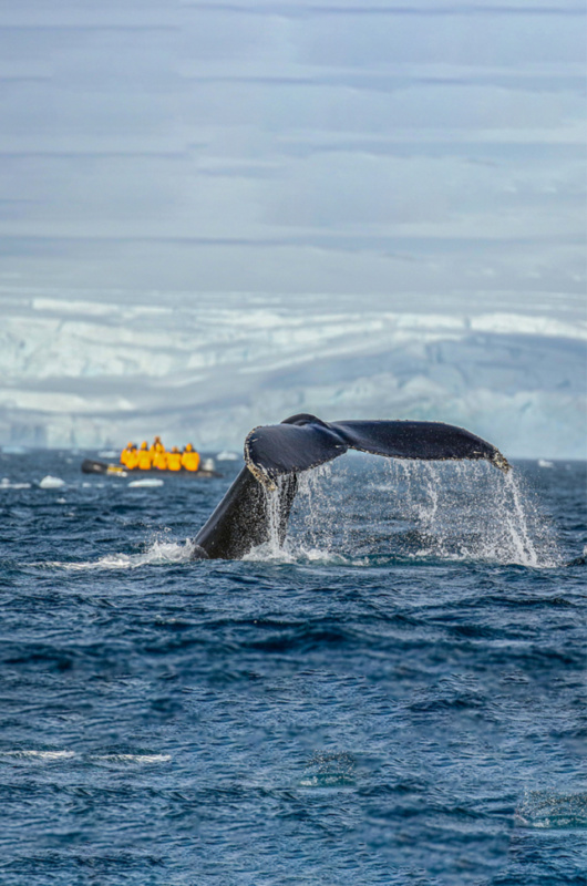 Honeymoon In Antarctica humpback whale