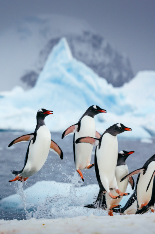 Honeymooon In Antarctica penguins