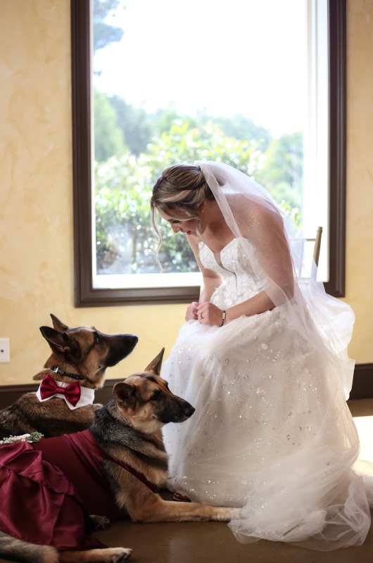 Zach Gabby Wedding Dogs