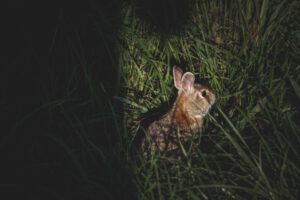 Bunny Book Image