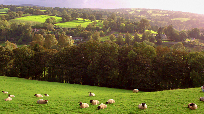 Ireland SHOOTS featured Image