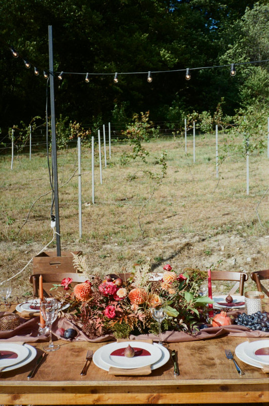 SHOOTS grape plantation Napa a SHOOTS grape plantation Napa a