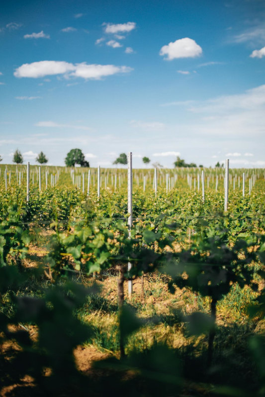 SHOOTS grape plantation Napa SHOOTS grape plantation Napa