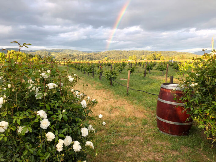 Napa,Valley,Vineyard,With,A,Rainbow,Cascading,In,The,Background