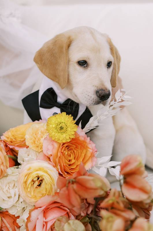 Styled Shoot Peaches & Dreams Tarpon Springs Florida Puppy