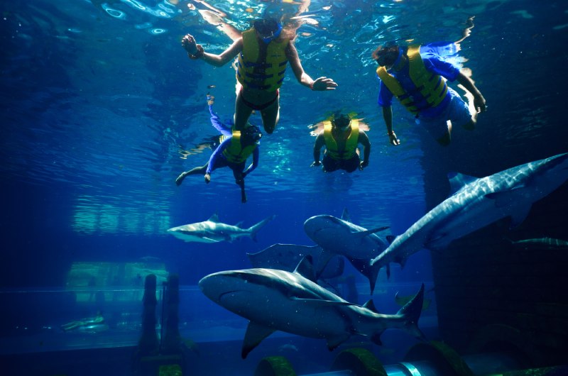 Dubai Bachelorette Destination shark snorkel