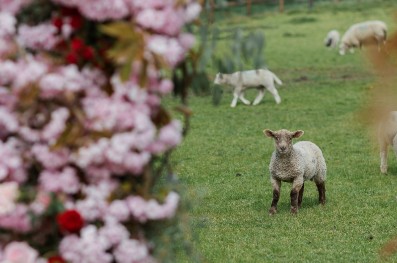 Cashel_Palace_Styled_Challenge_Ireland_sheep
