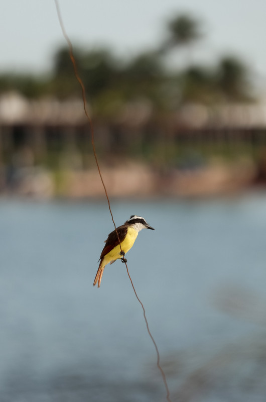 Jane Co Weddings Events Designs Lena Beach The Styled Challenge Tulum MX bird on a string