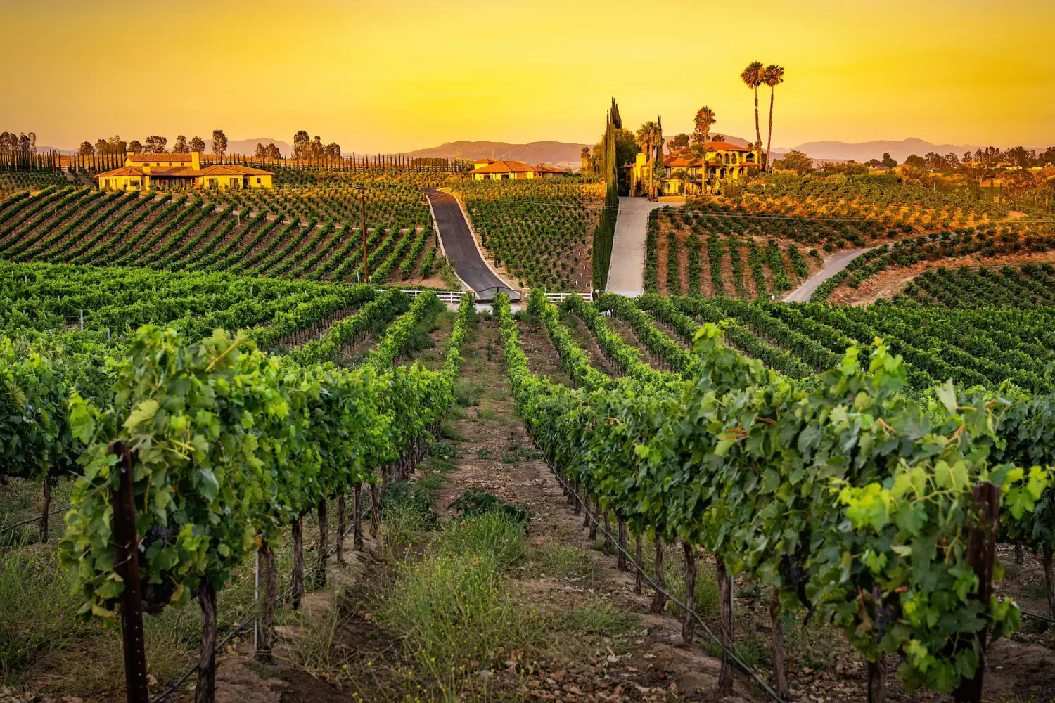 romantic destination weddings at europa village in temecula wine country vineyard romantic destination weddings at europa village in temecula wine country vineyard