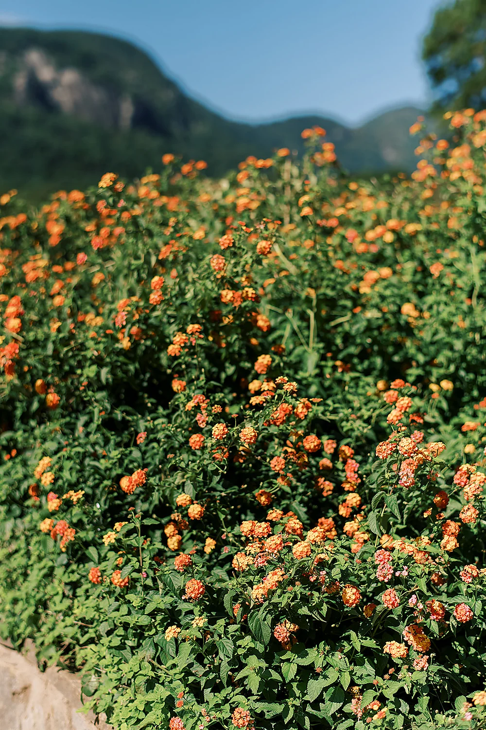 Christina Collins And Brian Gardner colorful flowers green leaves mountains North Carolina Meghan Rose Photography
