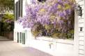 Explore Charleston Wisteria