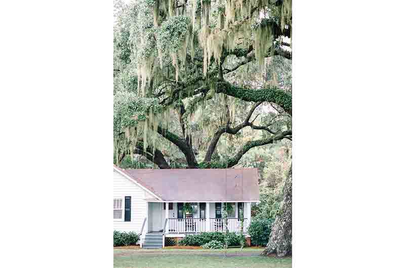 Wingate Plantation cottage oak tree branches hanging moss