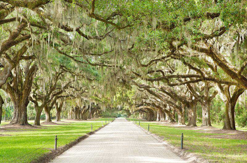 Explore Charleston Boone Hall