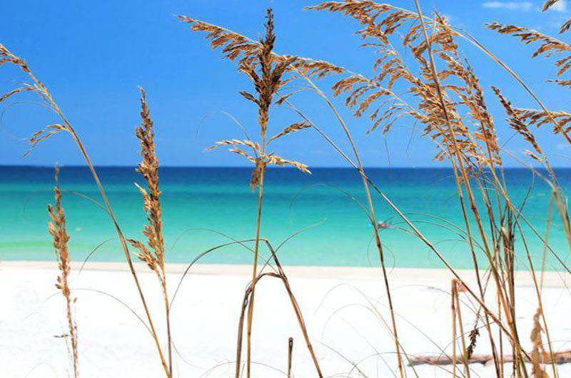 Emerald Coast Convention and Visitors Bureau Foliage beach 